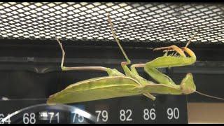 Praying Mantis Mating Time: Re-housing for Mating