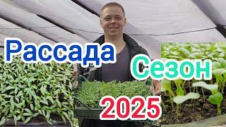 Рассада 2025. Начали пикировать.