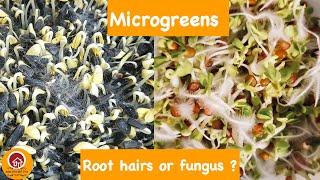 Mold on microgreens/TROUBLESHOOT MOLD/MICROGREENS FOR BEGINNERS/MOST REQUESTED VIDEO