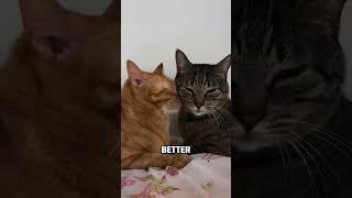 Male VS Female Cats, who make better pets?