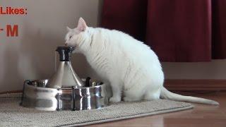 DrinkWell 360 Large Stainless Steel Multi-Pet Fountain - Review