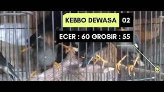 KIOS TERMURAH SEMADURA ( STOCK TANGGAL 16 MARET 2022 )