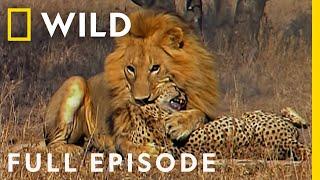 Male Lions Brutally Attack Cheetahs (Full Episode) | Cat Wars: Lion vs Cheetah | Serengeti