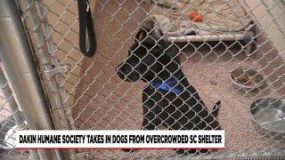 Dakin Humane Society takes in dogs from overcrowded South Carolina shelter