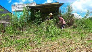 The Old Lady's House Was Reborn After Overgrown Reeds