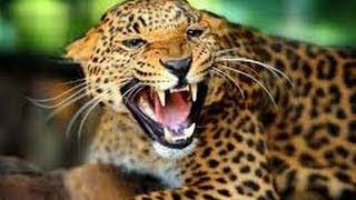 Leopard Documentary NatGeo Eye of the Leopard HDTV Legendado PT BR xara