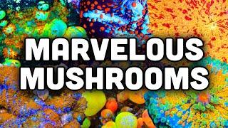 Mushroom Corals! Great for Beginners, Bouncing, and a Rainbow of Colors!