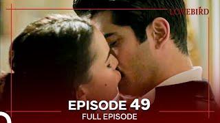 Lovebird Episode 49