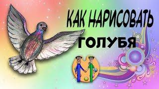 Как нарисовать голубя карандашом. Онлайн-школа рисования "Малевашки"