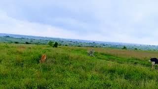 Frisky #zebra - Journey Through Nature's Serenity  #animals in their #habitat