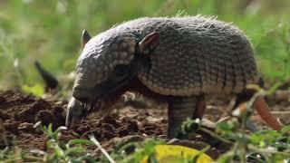 Brazil’s Cerrado