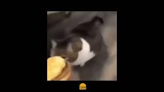 just try a little taste hamburger #cat #catmeme  #cats #cutecat #meme #catmemes #cute #cuteanimals