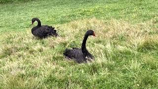 Two free black swans caught on camera - Bologna 2023 may 11 maggio - cigni neri