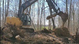 Excavator Removing Large Tree Stumps
