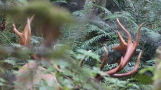 Roosevelt Elk, HOW BIG ARE THEY? ( for real)