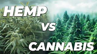 Hemp vs Cannabis - What is the difference between Hemp and Cannabis?