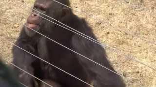 Chimp Eden Tour (13). Meet Cozy; and Joao -The oldest living Chimpanzee in the world.