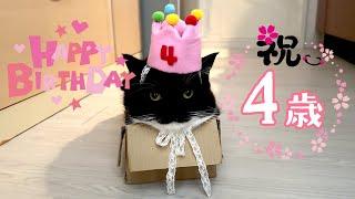 【4K】㊗誕生日！うには4歳になりました！ happy Birthday!! Uni is 4 years old and so wonderful!