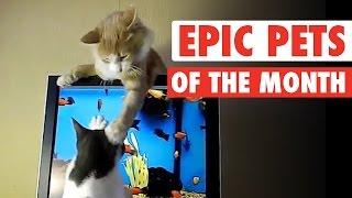 Epic Pets || Best Pets of the Month