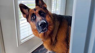 Why German Shepherds are the FUNNIEST DOGS 