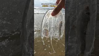 Nature’s wonders: Saved Venomous snake & jellyfish 