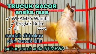 Trucukan anda akan jadi ISTIMEWA dengan masteran trucuk gacor isian Whamey ini