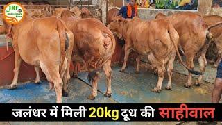 Jalandhar, Punjab के युवा ने 7साल की मेहनत में तैयार कि 20Kg दूध देने वाली #Sahiwal गायों का झुंड