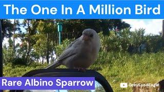 UNBELIEVABLE. Rare Albino Sparrow Greets Truck Driver During Early Morning Delivery!!!