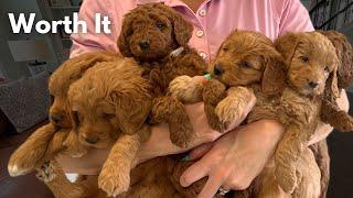 Dog Breeder Choosing to Raise Puppies Within Family Home