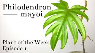 How To Care For Philodendron mayoi | Plant Of The Week Ep. 1