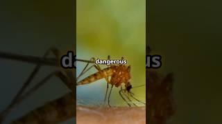 The Most Dangerous Animal Ever Existed! ️ #curiosity #facts #mosquito #dangerous #interesting