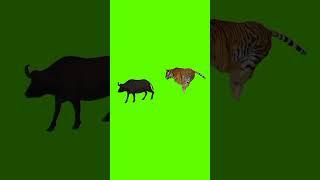 animal green screen videos #animal #cat #animalgame #greenscreen #cuteanimals #shortvideo #shorts