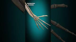 Carpal joint flexion and extension