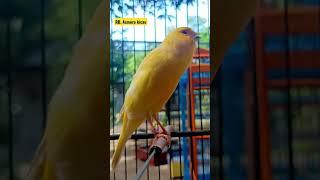 Burung kenari gacor || Kenari mania || yellow canary || canario belga || canary singing #shorts