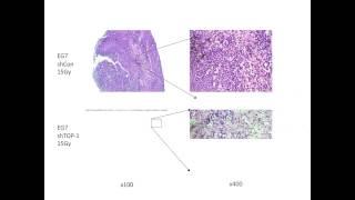 Regulating immune activation by necrotic cells