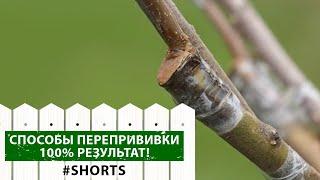 Посмотрите на наш результат! Как правильно прививать деревья #shorts