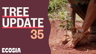 The Tallest Trees Yet | Tree Update 35