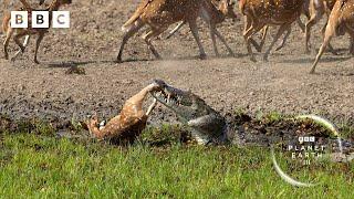 Crocodile attack at the watering hole  | Planet Earth III - BBC