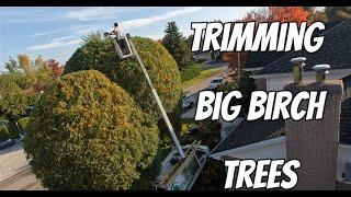 Desireable results: Mastering the art of trimming big birch trees