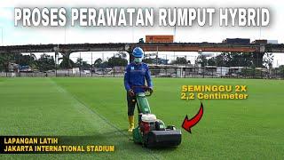 Proses Perawatan dan Pemotongan Rumput Hybrid Lapangan latih Jakarta International Stadium