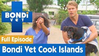 Bondi Vet Visits The Cook Islands  | Bondi Vet Season 7 Ep 8 | Bondi Vet Full Episodes