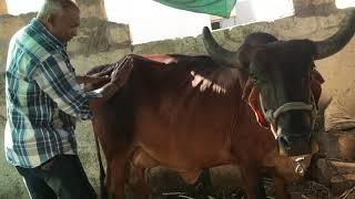 Cow massage rubbing