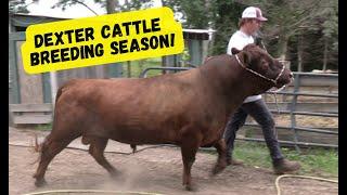 Dexter Cattle Breeding Season Bulls are Ready: Sorting Cows