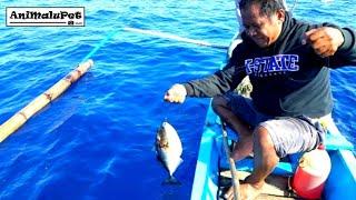 Palangre Fishing Part 2 Catch "STARRY TRIGGERFISH" or Pakol" [Catch & Cook]