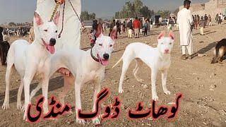 Kohat Dog Mandi 14 January   2024 ki new video or Dogs ki kimato me bhat kami