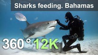 Sharks feeding. Bahamas. Underwater 360 video in 12K