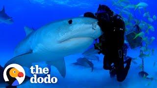 Man Has Been Friends With Tiger Shark For Over 22 Years | The Dodo Faith = Restored