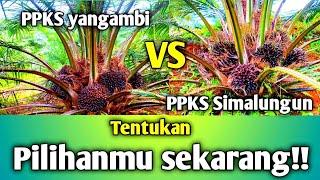 ppks yangambi vs simalungun mana yang paling menghasilkan?@Tojoksawit