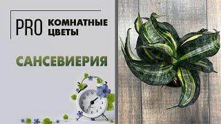 Сансевиерия. Грамотный уход за сансевиерий: полив, пересадка, грунт, горшки и размножение.