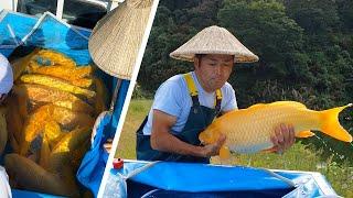 Jumbo Koi Harvest Yagenji *Yellow Koi Fish Karashigoi